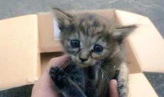 一起养猫咪 一起养猫咪